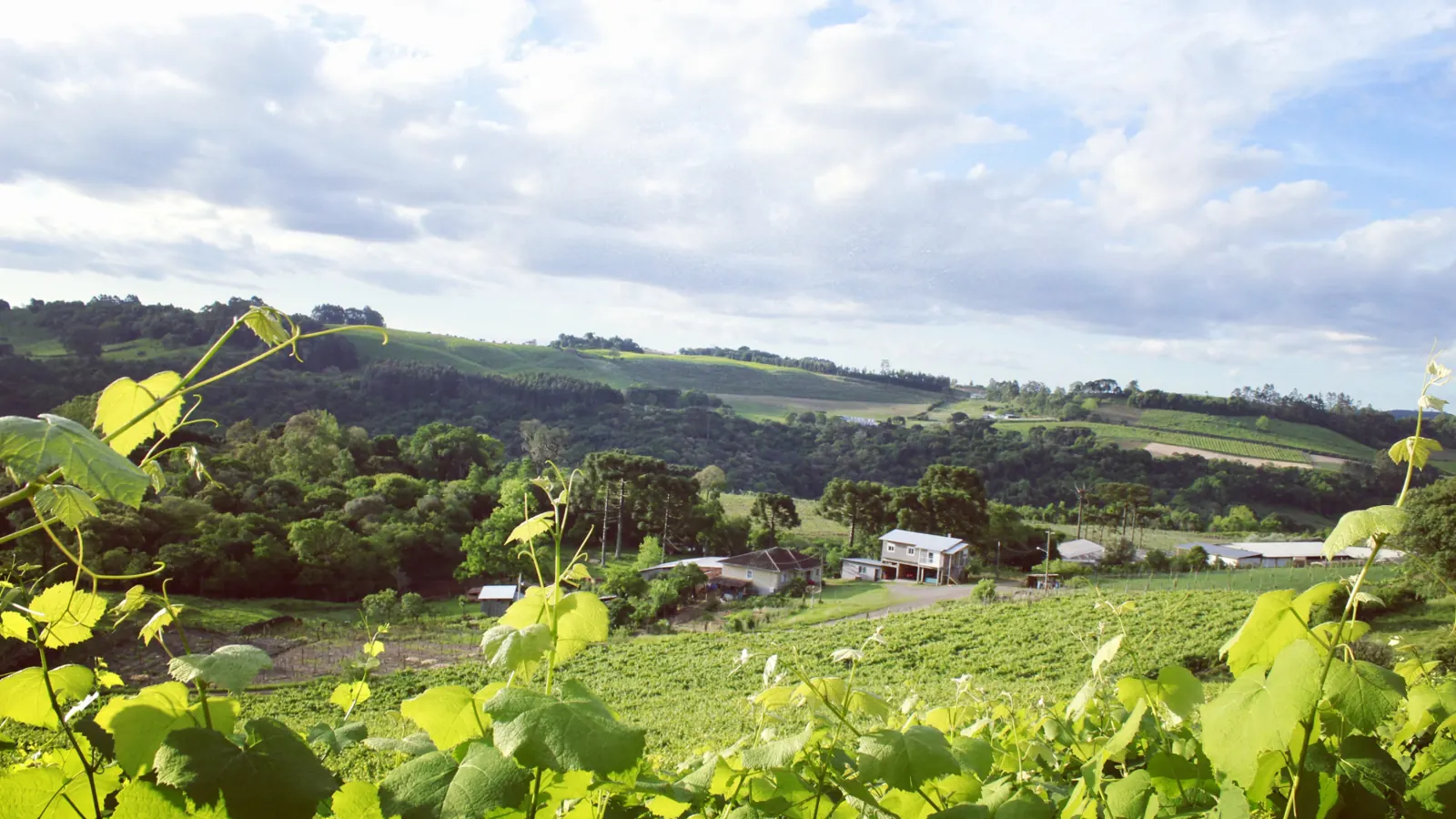 Colinas verdes e parreirais no Vale dos Vinhedos, na Serra Gaúcha