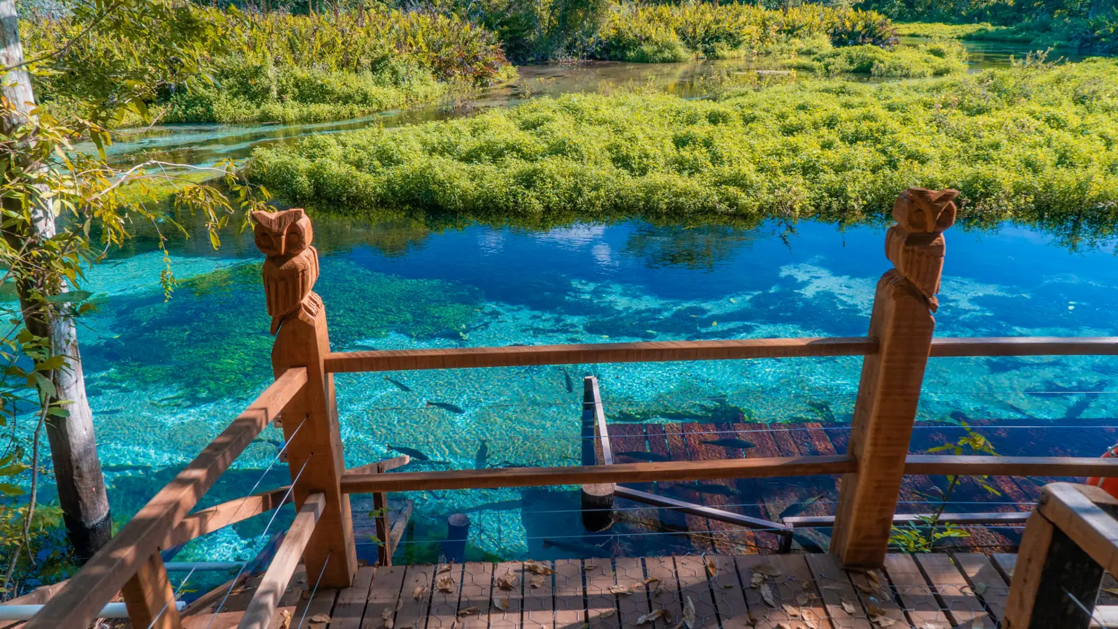 Rio de água cristalina e azul-turquesa em Bonito, com deque de madeira